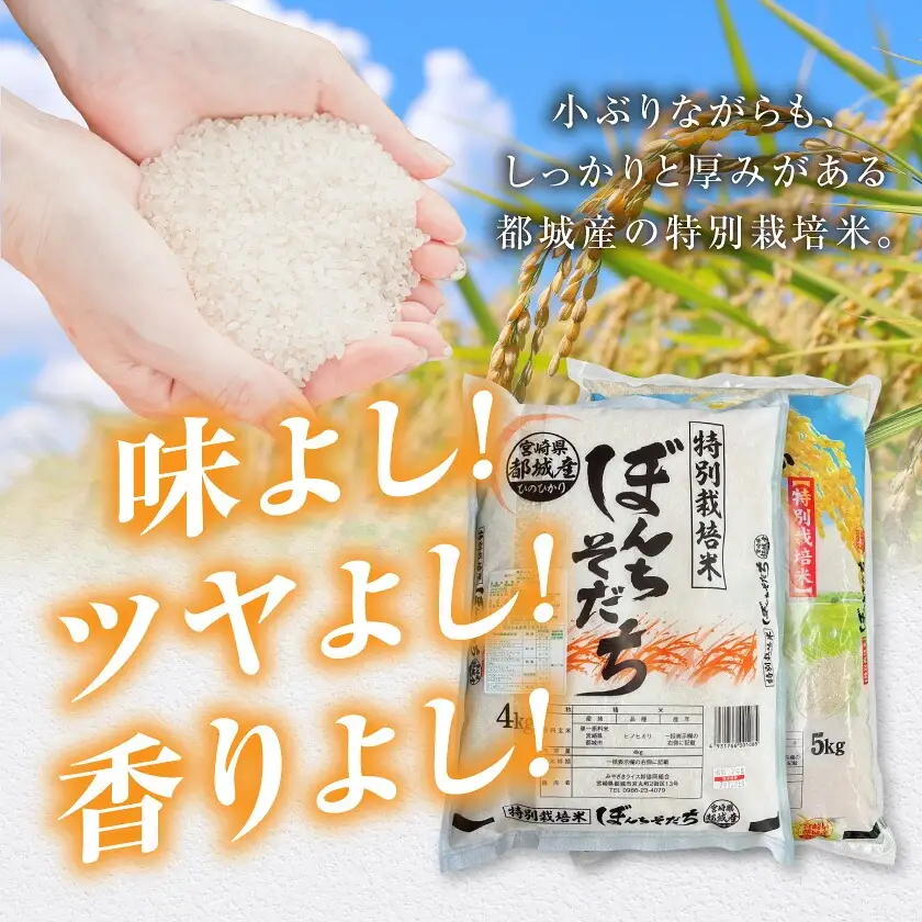 ≪3回お届け!≫都城産ひのひかり特別栽培米「ぼんちそだち」10kg定期便〔T63-3-N5-001-10kg〕_(都城市) 都城産 お米 10kg ひのひかり ぼんちそだち 5kg×2袋 3ヶ月定期便
