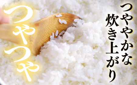 先行予約 【令和8年産・新米】 坂井市産 お米 食べ比べセット 白米 10kg (5kg×各1袋) コシヒカリ ハナエチゼン 2026年10月以降順次発送予定 精米 おこめ [B-20504]