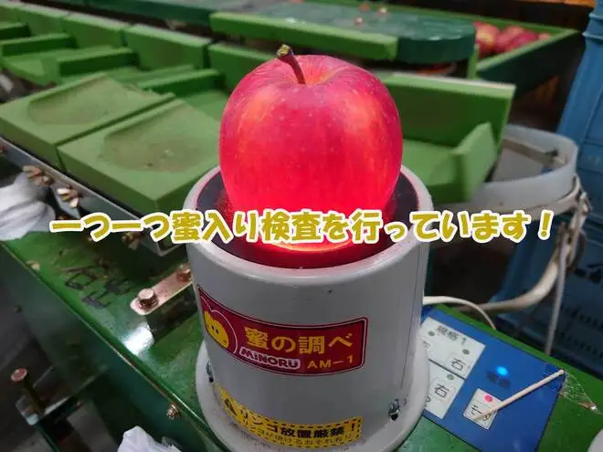 【2026年産】 シャキシャキ葉とらず ふじりんご 約10kg 特別栽培農産物 長野県産 りんご リンゴ フルーツ 果物 おやつ デザート 信州 上田 贈答用