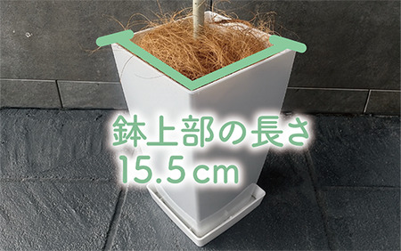 観葉植物 ウンベラータ60cm～80cm Green Base IB003-040 観葉植物 観葉植物