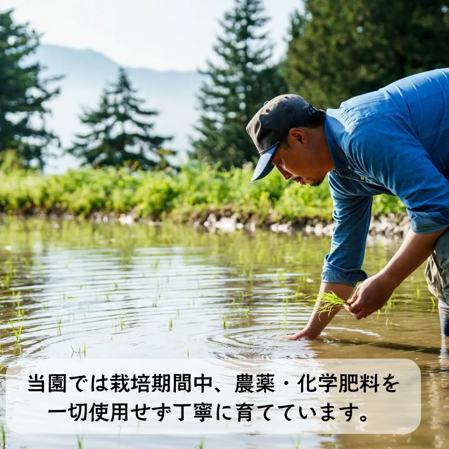 米 【4.5kg】 令和7年産 ササシグレ 長野県産 【やよい農園】7-88