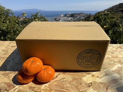 東伊豆・青島みかん＆ぽんかん　食べ比べセット ５kg以上（サイズ混玉） 1402 ／ 佐藤農園 果物 フルーツ 農家直送 静岡県 東伊豆町