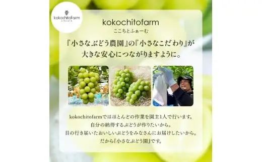 【2026年先行予約】 ここちとふぁーむ 【ご自宅用】 岡山県産 シャインマスカット お試し1房 500g以上 マスカット 【koko014-01】