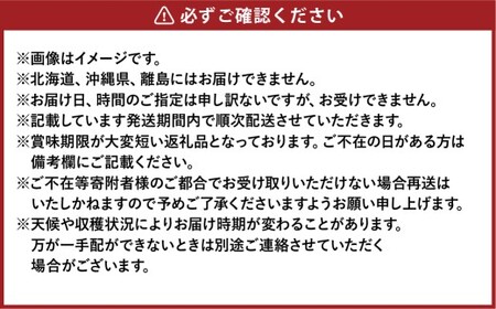 先行予約 岡山県産 ニューピオーネ 約500g×2房 計約1kg【2026年8月下旬～10月下旬まで順次発送予定】 葡萄 ぶどう ブドウ ピオーネ 大粒 種なし 種無し 果物 フルーツ 冷蔵 岡山県 倉敷市
