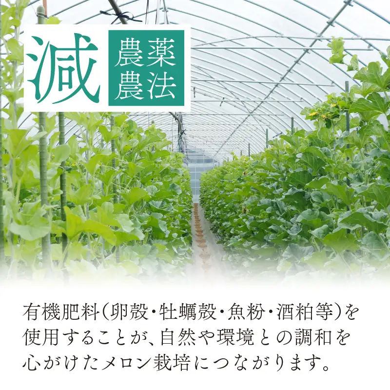 【先行予約】アールスメロン 青肉・赤肉 2玉 [A-060007]