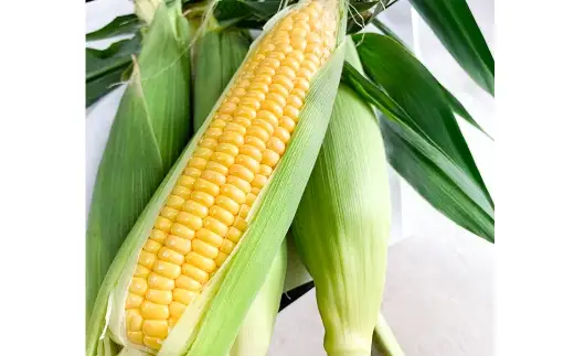 朝採りとうもろこし 恵味ゴールド 10本入り 【2026年7月上旬～8月上旬発送予定】
