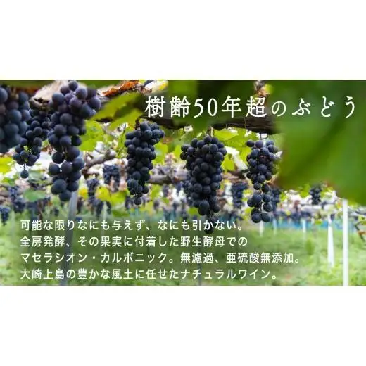 海底貯蔵 ワイン 「海底貯蔵 エヌ by Vignoble de NAKA rouge MBA」