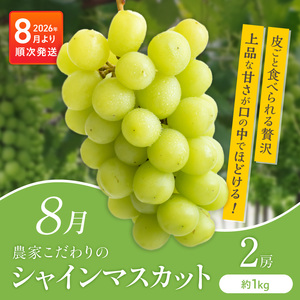 【定期便 6回】旬の恵み！福岡フルーツ定期便 _ 定期便 6回 フルーツ 完熟 マンゴー シャインマスカット 黒イチジク ビオレソリエス キウイ 甘うぃ 柿 福岡県GAP 秋王 あまおう いちご グルメ 旬 お取り寄せ 福岡県 久留米市 送料無料  〔Tk127〕