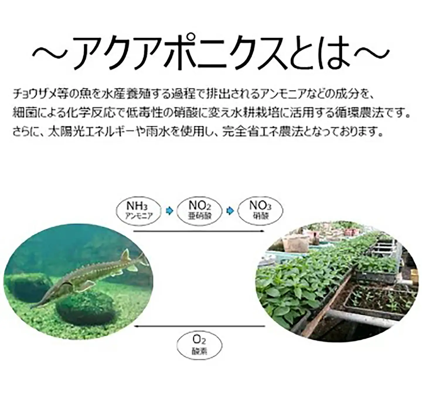 ペン型七味とうがらし七福来とマーカー型福一味セット 七味唐辛子