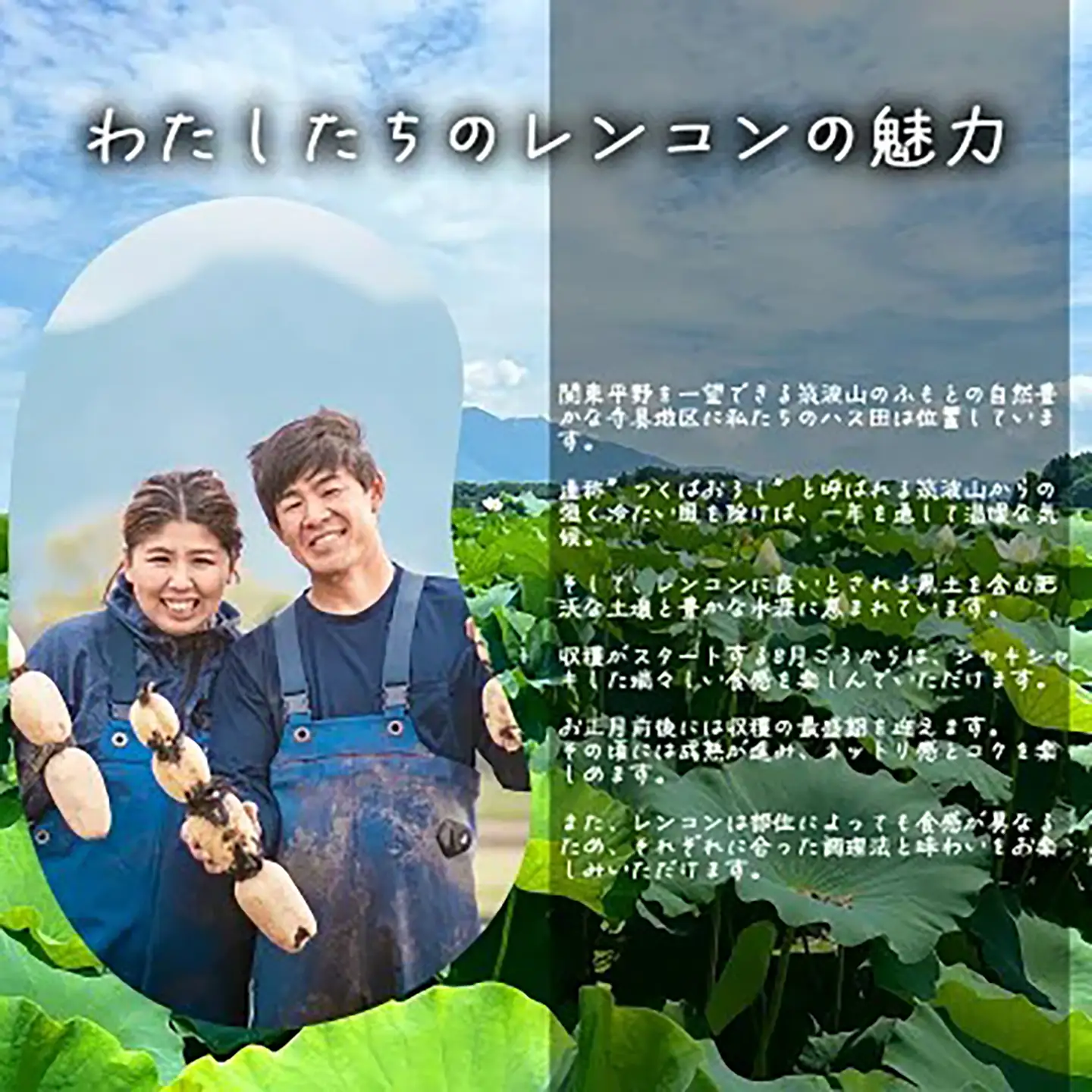 れんこん 朝採れ 4kg れんこん