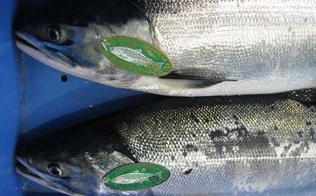 トキシラズ 約4kg 鮭 サケ 魚 トキシラズ 生鮮 北海道 釧路市 F5F-0111