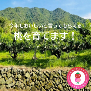 かわさきふるーつ園直送 桃 贈答用1箱　約2kg