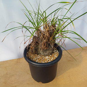 キセロフィタ トリコフィラ (発根管理済) A008｜観葉植物 コーデックス [0689]