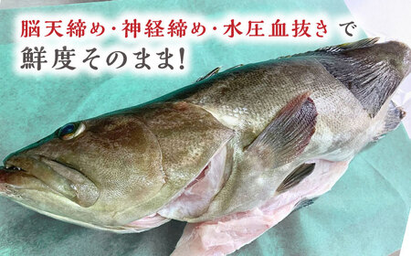 【1週間以内発送】対馬産クエ 丸ごと1匹！2.8kg以上！《対馬市》【エムズスタイル】直送 新鮮 マルモン 刺身 しゃぶしゃぶ 鍋 くえ アラ 高級魚 お祝い[WCN006] スピード発送 最速発送 最短発送