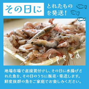 愛知 伊勢湾 アカシャエビ 600g （150g×4パック） |  海老 