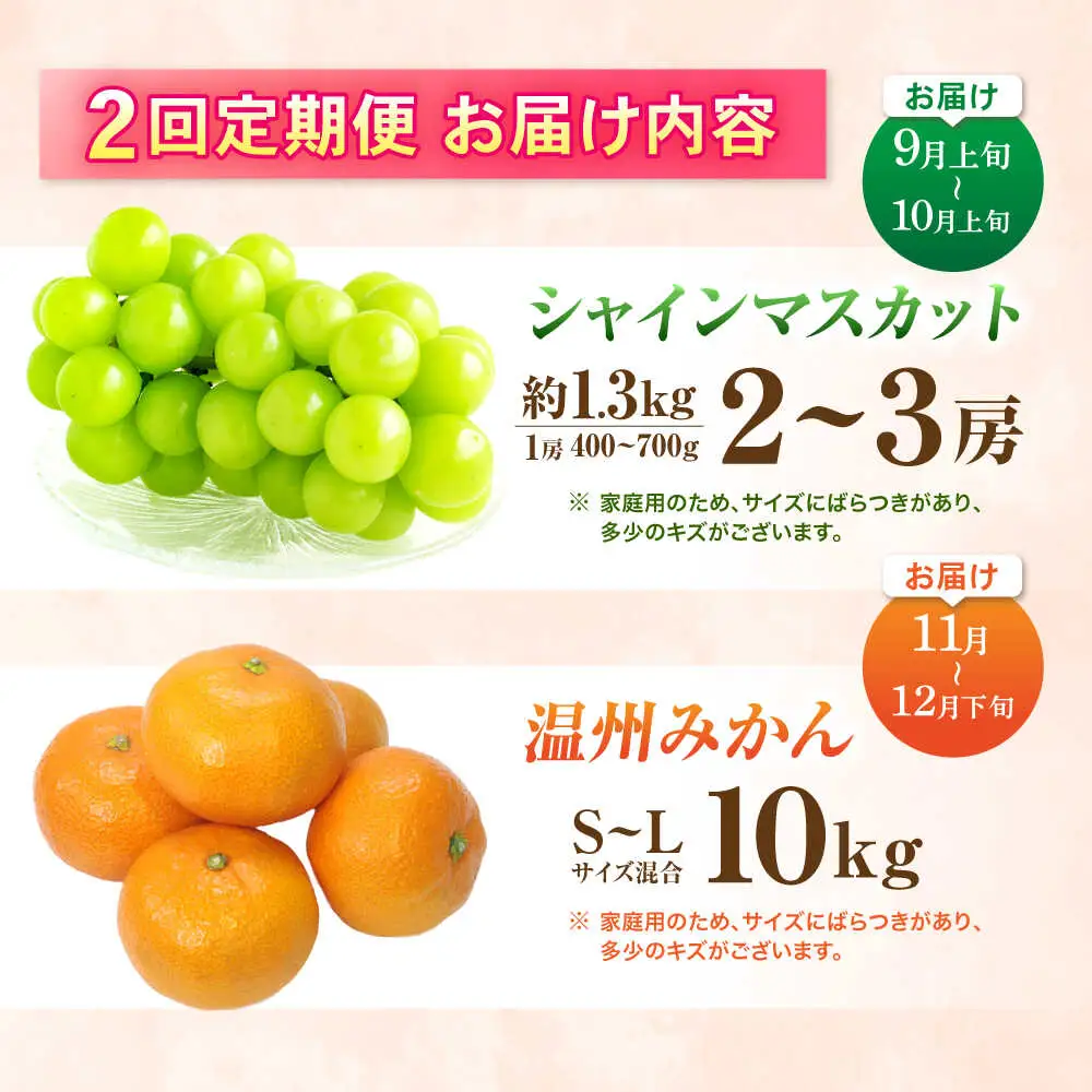 【2回定期便】※【2026年シーズン発送／先行予約】フルーツ定期便 シャインマスカット 約1.3kg(2房から3房) / 温州みかん(10kg) 家庭用 / フルーツ フルーツ定期便 果物定期便 シャインマスカット みかん / 諫早市 / 肥前グローカル株式会社[AHDI012]