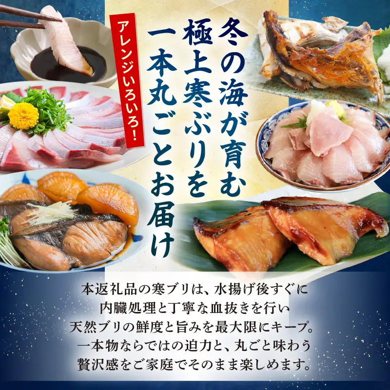 【先行予約】若狭・日向の天然寒ブリ 脂たっぷり（10kg以上）一本物 内臓処理 血抜き済み 寒ぶり【2026年12月下旬以降順次発送予定】[m17-n001]