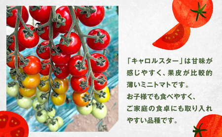 [2026年発送] 北海道 仁木町産 ミニトマト キャロルスター 800g  （32粒～50粒）トマト 野菜  国産 プチトマト 甘み 使いやすい サラダ お弁当 家庭用 子供に人気  リコピン [REDA FARM]