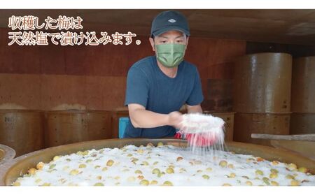 梅干し 一級品 福井県若狭町 袋入り300g 梅干し