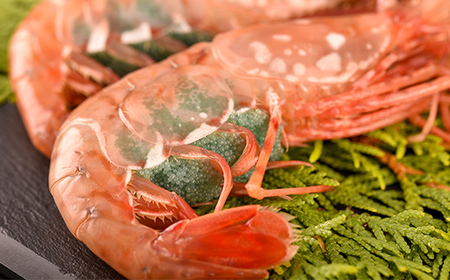 子持ち ボタン エビ 500g(9尾~10尾) 北海道産 えび mr1-1265