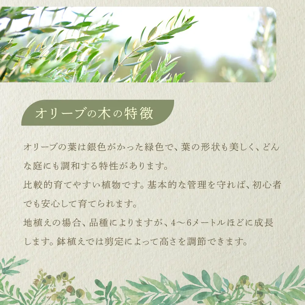 オリーブの木　Sサイズ　高さ約100～130cm