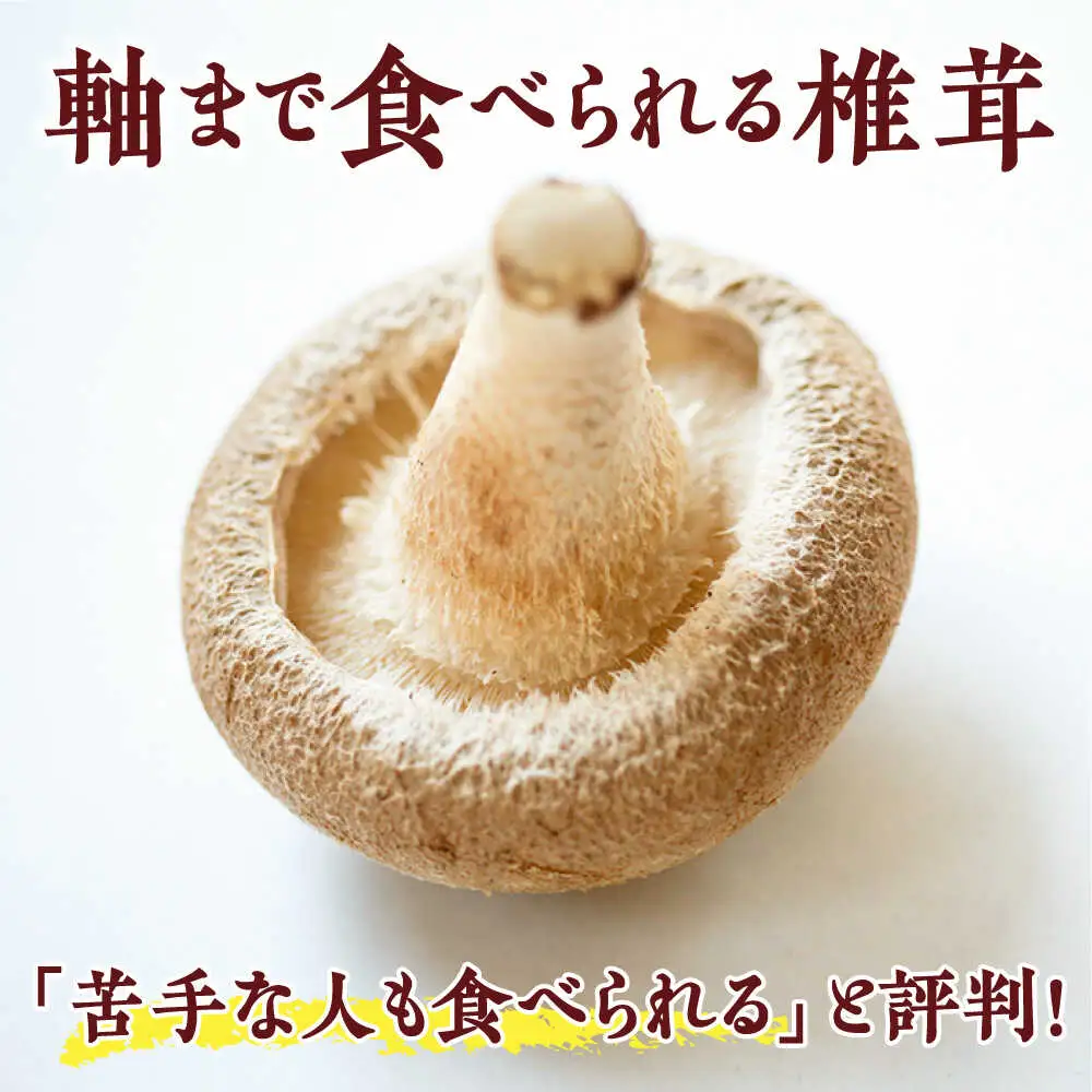 生しいたけ 【優品】15枚セット [SBX003] しいたけ
