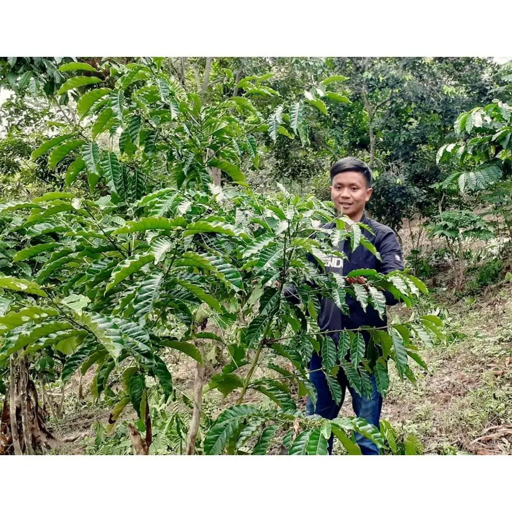 インドネシアから直輸入コーヒー豆ドリップバッグセット３種類×５P