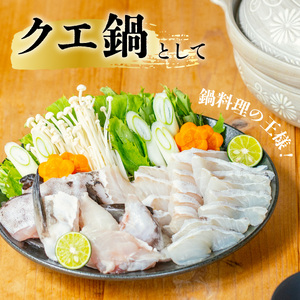 クエ 活き締め 3～4.5kg 本クエ アラ 鮮魚 クエ鍋 高級 高級魚 産地直送 冷蔵 養殖 国産 九絵 鍋