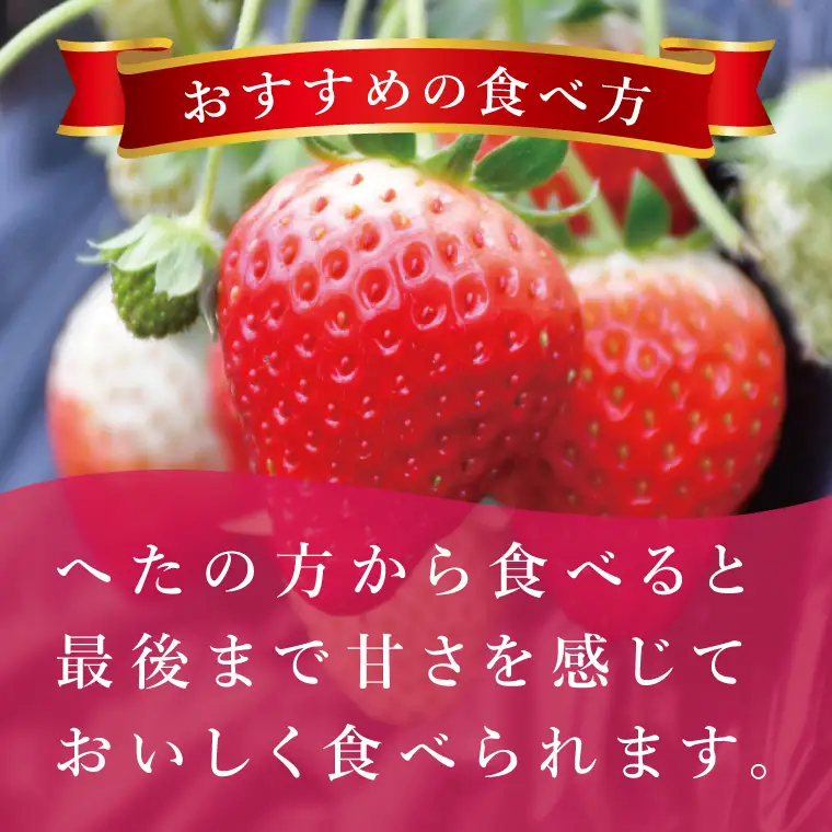 いちご とちおとめ イチゴ 苺 2箱 8パック JAなめがたしおさい直送 大粒 酸味 甘さ 減農薬 果物 フルーツ 冬 旬 【茨城県共通返礼品/行方市産】【先行予約｜2026年1月上旬より順次発送】(96-02)