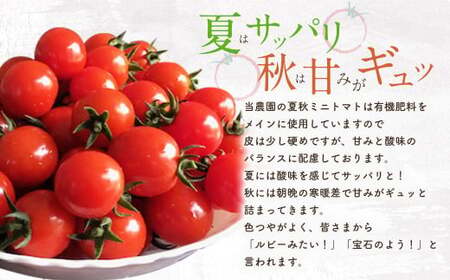 まごころミニトマトの宝石箱 1.7kg(約80～110玉)×2箱 計3.4kg サンチェリーピュア トマト【2026年7月上旬から11月下旬まで発送予定】