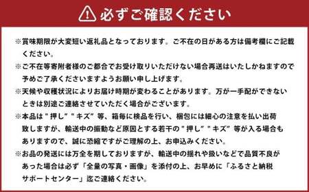 シャインマスカット 晴王 約600g×1房 【2026年8月下旬～11月下旬迄発送】 ／ マスカット 葡萄 ぶどう 果物 果実 フルーツ 種なし 皮ごと 大粒 岡山県 美咲町 冷蔵