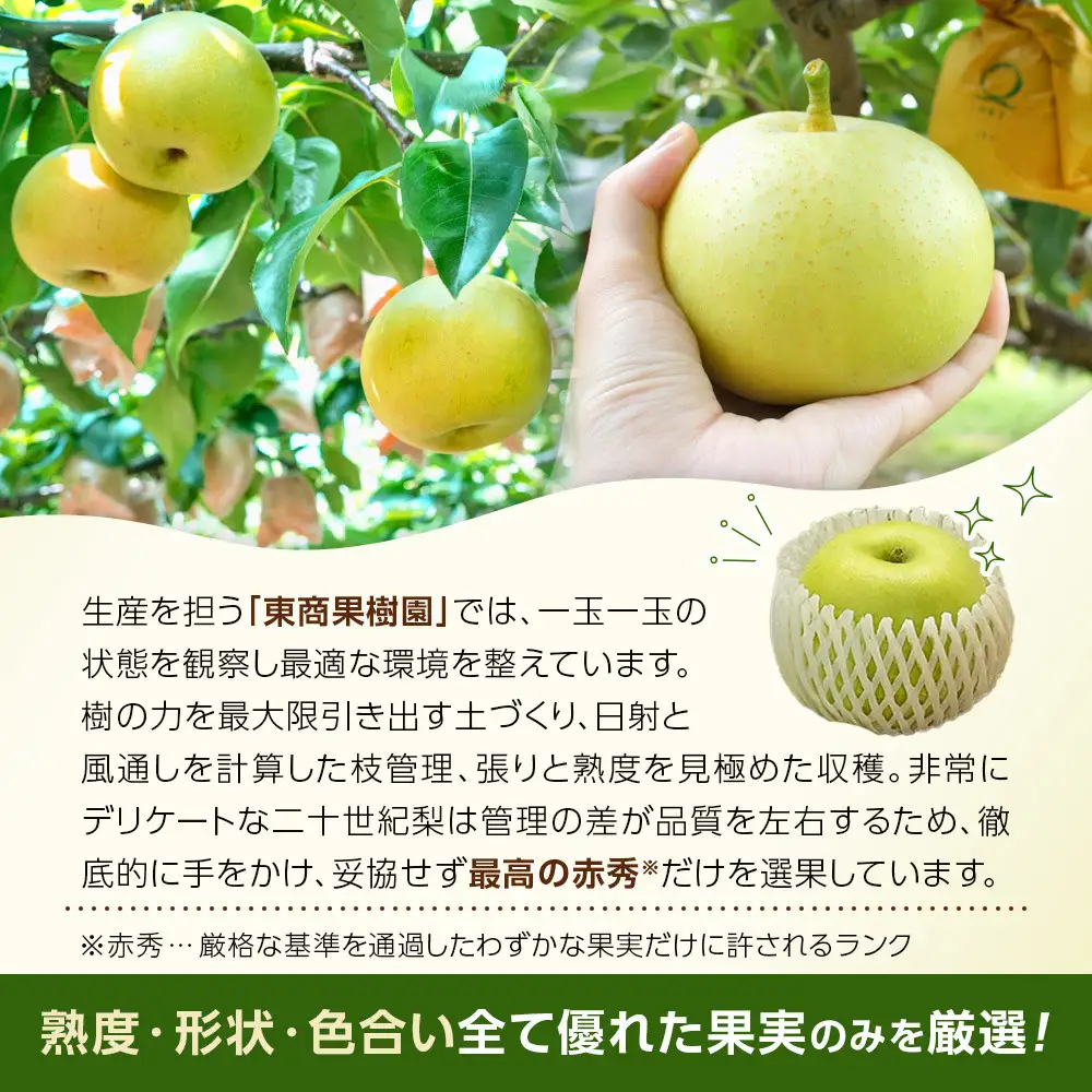 【ふるなびWEEK対象】二十世紀梨 3kg 先行予約 数量限定 梨