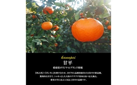 【希望の島】 甘平 特選品 大玉 2kg 愛媛県 松山市 中島産 かんぺい 柑橘 贈答用 果物 くだもの フルーツ デザート オリジナルブランド 国産 常温 【2027年2月下旬-3月下旬迄発送予定】（1016） 