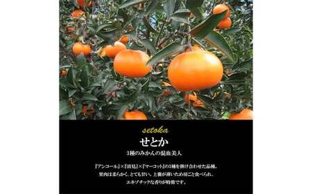 【希望の島】 せとか 特選品 中玉 2kg 愛媛県 松山市 中島産 柑橘 贈答用 果物 くだもの フルーツ デザート 国産 常温 【2027年3月上旬-4月下旬迄発送予定】（1019-1）