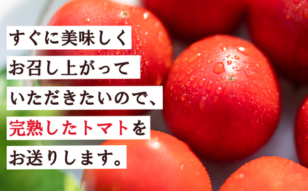 トマト 野菜ソムリエが育てた フルーツトマト 1kg(500g×2) 野菜 mj-0027