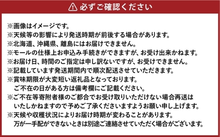 ご家庭用 シャインマスカット 晴王 約400g×1房【2026年8月下旬～11月下旬まで順次発送予定】 マスカット 葡萄 ぶどう ブドウ 果物 フルーツ 岡山県 倉敷市