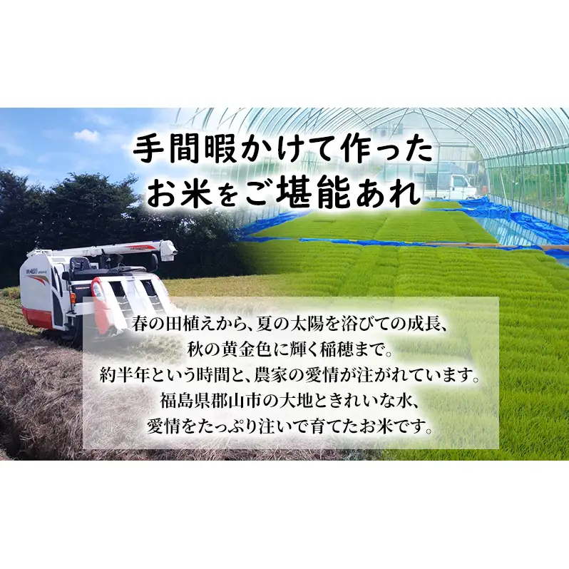 幸結び コシヒカリ 10kg 米 お米 精米 白米 こめ コメ 令和7年産 令和7年 福島県 郡山市