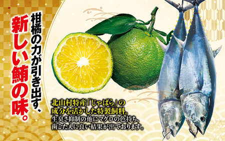まぐろ 本マグロ 大トロ&中トロ＆赤身セット 500g（養殖)  【配達日指定不可】【nks110D】