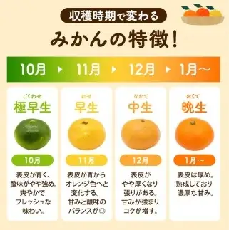 由良みかん 秀品 10kg サイズおまかせ(Ｌ・М・Ｓ) / 和歌山 みかん 柑橘 高級 甘い オレンジ 由良 完熟 ※2026年11月下旬～2027年1月上旬頃に順次発送予定【sml004-yura-r-10】 