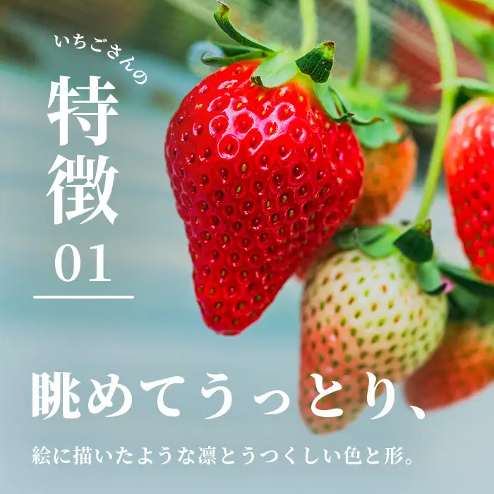 先行受付 いちごさん 240g×4P【生産者直送】いちご イチゴ  佐賀県 鹿島市【2027年2月頃～4月頃の発送予定】B-891