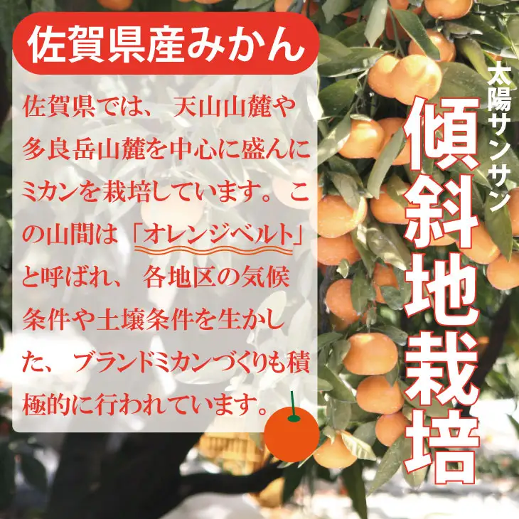 【先行予約】 佐賀県産 みかん（5kg）　潮風ファーム 大津 柑橘 温州みかん  B140-073