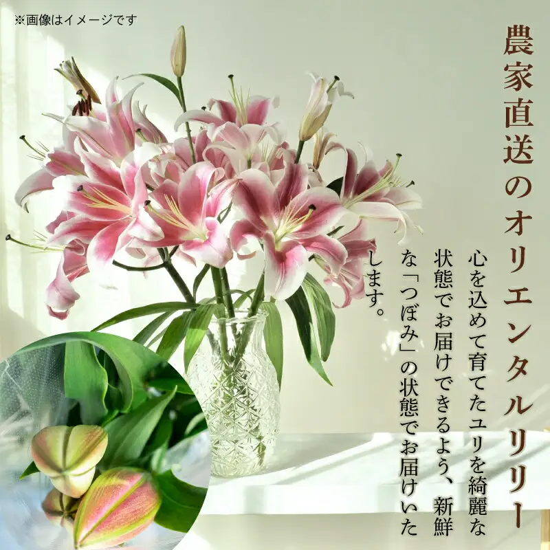  ユリ(オリエンタルリリー)5本 4ヶ月定期便【ユリ】