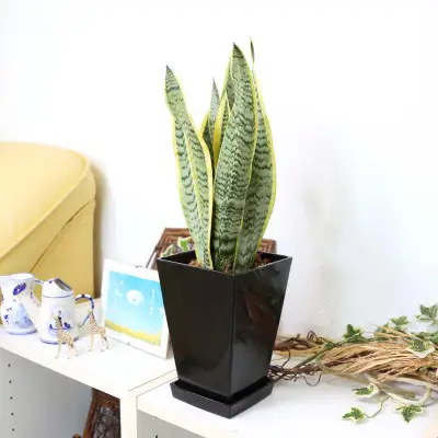 【観葉植物】サンスベリア 5号 ブラックスクエアプラスチック鉢 土の表面:ウッドチップ【観葉植物 インテリア 部屋 おしゃれ 福岡県 筑前町 送料無料 AG055】