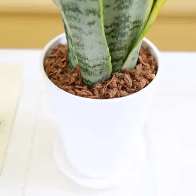 【観葉植物】サンスベリア 5号 ホワイト丸プラスチック鉢 土の表面:ウッドチップ【観葉植物 インテリア 部屋 おしゃれ 福岡県 筑前町 送料無料 AG056】