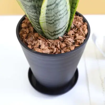 【観葉植物】サンスベリア 5号 ブラック丸プラスチック鉢 土の表面:ウッドチップ【観葉植物 インテリア 部屋 おしゃれ 福岡県 筑前町 送料無料 AG057】