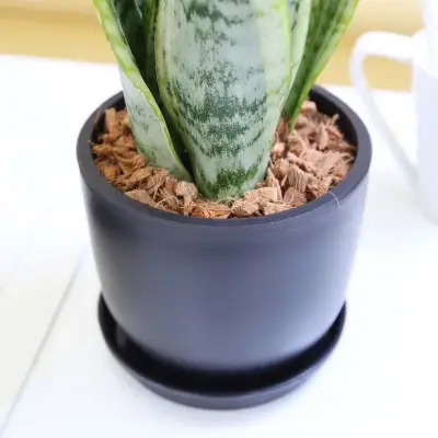 【観葉植物】サンスベリア 5号 ブラック丸プラスチック鉢（Bowl）土の表面:ウッドチップ【観葉植物 インテリア 部屋 おしゃれ 福岡県 筑前町 送料無料 AG058】