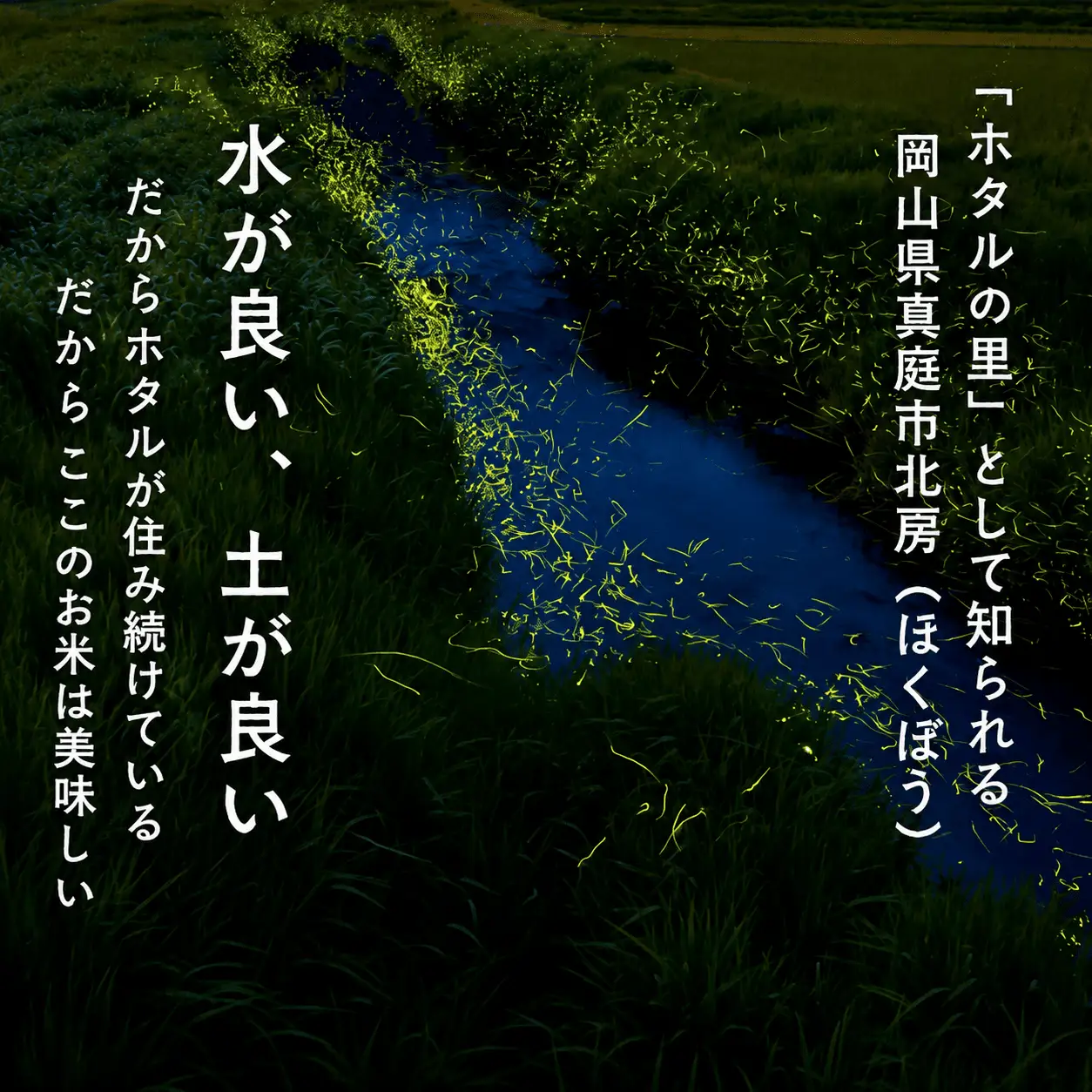 米 精米 令和8年産 岡山ほたる米 きぬむすめ 精米5kg (岡山県真庭産) 【KF-R003-02】