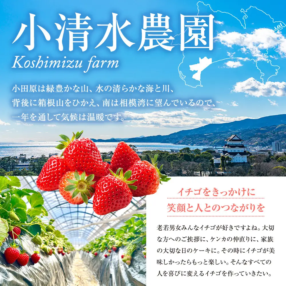 【期間限定・数量限定！】完熟イチゴ　さちのか　希少いちご　神奈川県産　苺　４パック入り |  フルーツ 果物 神奈川県 小田原市