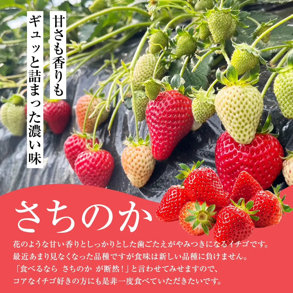 【期間限定・数量限定！】神奈川県新品種「かなこまち＆さちのか」食べ比べセット　完熟イチゴ　苺　4パック入り |  フルーツ 果物 食べ比べ セット 神奈川県 小田原市