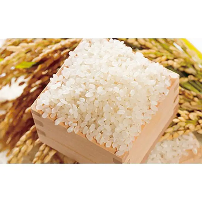 筑北村産こしひかり（5kg）| 筑北村 お米 こめ 精米 天日乾燥 自然乾燥 甘み 食感 食味 主食用 家庭用 食卓活用 人気 おすすめ ごはん食材 和食素材 日常使い 米穀 食材 お取り寄せ 通販 送料無料 ふるさと納税